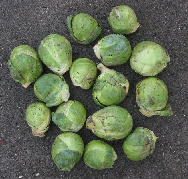 Brussels sprout